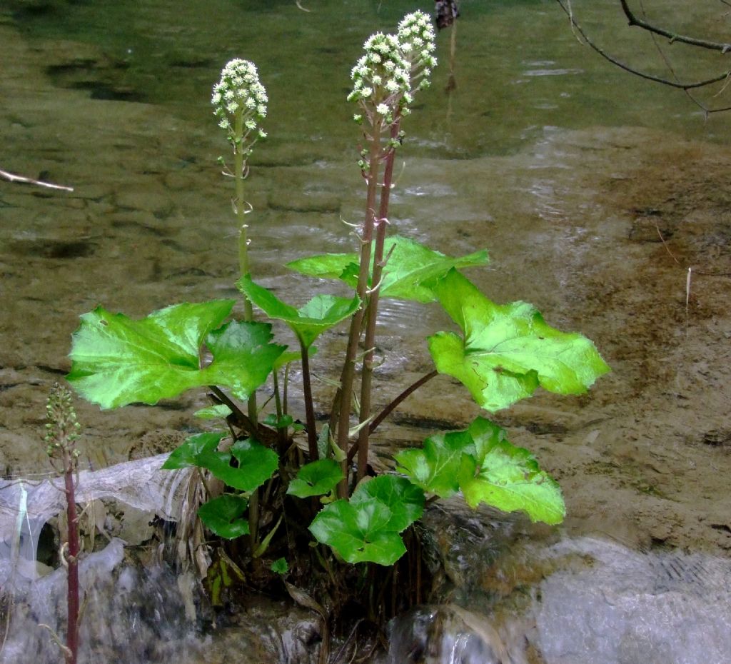 Petasites hybridus